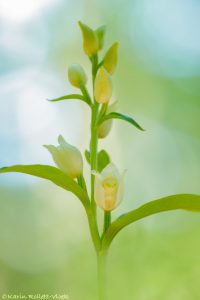 Cephalantera damasonium / Weißes Waldvöglein / White helleborine