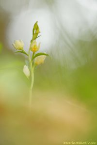 Cephalantera damasonium / Weißes Waldvöglein / White helleborine