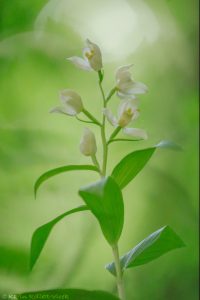 Cephalantera damasonium / Weißes Waldvöglein / White helleborine