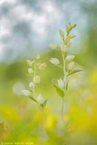 Cephalantera damasonium / Weißes Waldvöglein / White helleborine