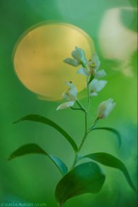 Cephalantera damasonium / Weißes Waldvöglein / White helleborine