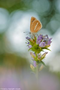 Polyommatus damon / Weißdolch-Bläuling / Damon blue