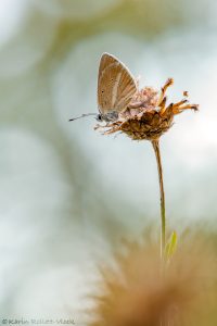 Polyommatus damon / Weißdolch-Bläuling / Damon blue