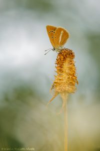 Polyommatus damon / Weißdolch-Bläuling / Damon blue