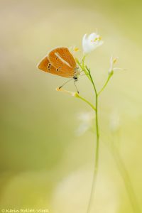 Polyommatus damon / Weißdolch-Bläuling / Damon blue