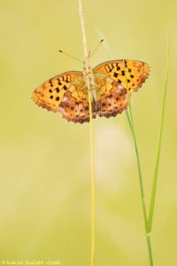 Brenthis daphne/ Brombeer-Perlmuttfalter / Marbled fritillary