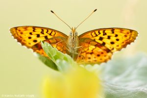 Brenthis daphne/ Brombeer-Perlmuttfalter / Marbled fritillary