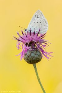 Polyommatus daphnis / Zahnflügel-Bläuling / Meleager's blue