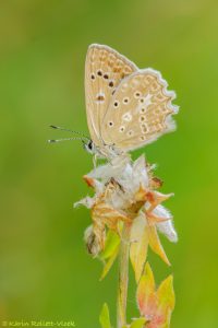 Polyommatus daphnis / Zahnflügel-Bläuling / Meleager's blue