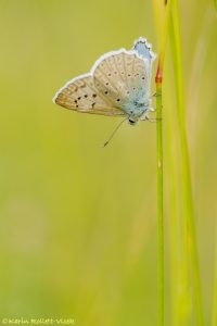 Polyommatus daphnis / Zahnflügel-Bläuling / Meleager's blue