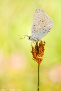 Polyommatus daphnis / Zahnflügel-Bläuling / Meleager's blue