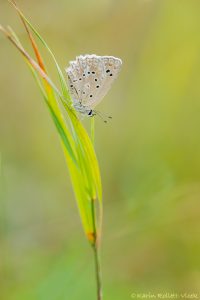 Polyommatus daphnis / Zahnflügel-Bläuling / Meleager's blue