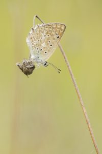 Polyommatus daphnis / Zahnflügel-Bläuling / Meleager's blue