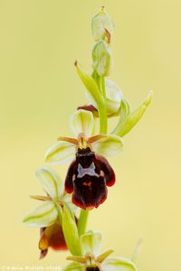 Ophrys x devenensis(Ophrys holoserica X Ophrys insectifera)