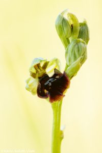 Ophrys x devenensis(Ophrys holoserica X Ophrys insectifera)