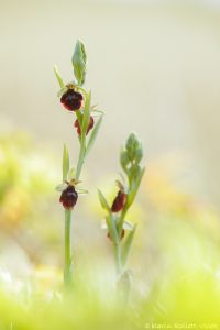 Ophrys x devenensis(Ophrys holoserica X Ophrys insectifera)