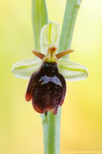 Ophrys x devenensis(Ophrys holoserica X Ophrys insectifera)