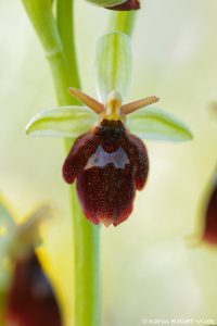 Ophrys x devenensis(Ophrys holoserica X Ophrys insectifera)