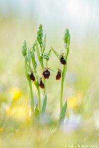 Ophrys x devenensis(Ophrys holoserica X Ophrys insectifera)