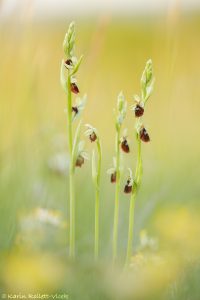 Ophrys x devenensis(Ophrys holoserica X Ophrys insectifera)