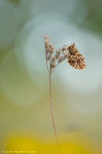 Boloria dia / Magerrasen-Perlmuttfalter / Weaver's fritillary