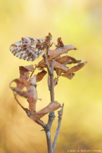 Boloria dia / Magerrasen-Perlmuttfalter / Weaver's fritillary