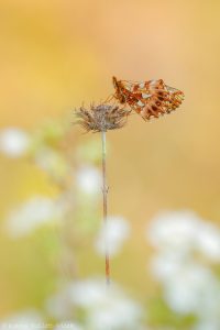 Boloria dia / Magerrasen-Perlmuttfalter / Weaver's fritillary