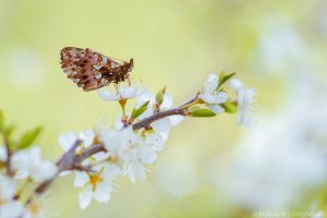 Boloria dia / Magerrasen-Perlmuttfalter / Weaver's fritillary