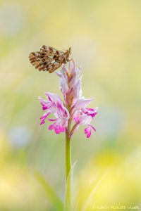 Boloria dia / Magerrasen-Perlmuttfalter / Weaver's fritillary