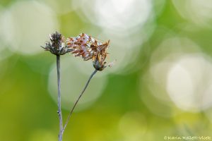 Boloria dia / Magerrasen-Perlmuttfalter / Weaver's fritillary