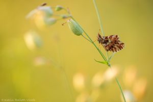 Boloria dia / Magerrasen-Perlmuttfalter / Weaver's fritillary