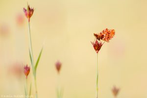 Boloria dia / Magerrasen-Perlmuttfalter / Weaver's fritillary