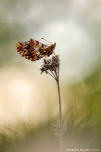 Boloria dia / Magerrasen-Perlmuttfalter / Weaver's fritillary