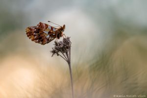 Boloria dia / Magerrasen-Perlmuttfalter / Weaver's fritillary