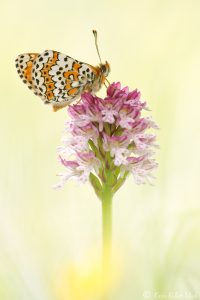 Neotinea x dietrichiana(Neotinea tridentata x Neotinea ustulata)