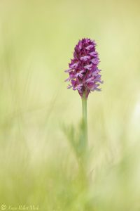 Neotinea x dietrichiana(Neotinea tridentata x Neotinea ustulata)