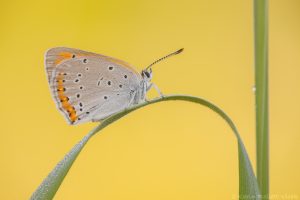 Lycaena dispar / Großer Feuerfalter/ Large copper