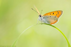 Lycaena dispar / Großer Feuerfalter/ Large copper