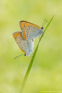 Lycaena dispar / Großer Feuerfalter/ Large copper