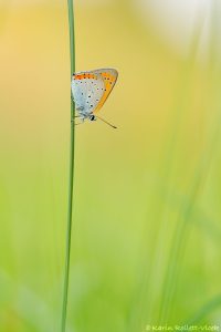 Lycaena dispar / Großer Feuerfalter/ Large copper