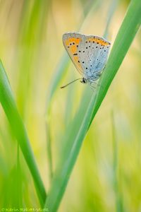 Lycaena dispar / Großer Feuerfalter/ Large copper