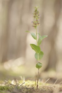 Epipactis distans / Kurzblättrige Stendelwurz