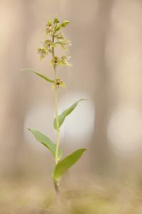 Epipactis distans / Kurzblättrige Stendelwurz