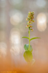 Epipactis distans / Kurzblättrige Stendelwurz