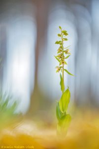 Epipactis distans / Kurzblättrige Stendelwurz