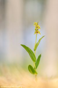 Epipactis distans / Kurzblättrige Stendelwurz