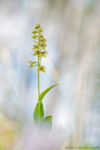 Epipactis distans / Kurzblättrige Stendelwurz