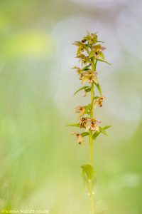 Epipactis distans / Kurzblättrige Stendelwurz