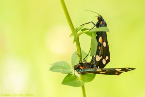 Callimorpha dominula / Schönbär / Scarlet tiger