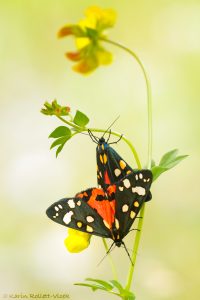 Callimorpha dominula / Schönbär / Scarlet tiger